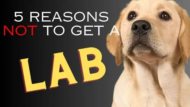 'Video thumbnail for 5 Reasons NOT to Get a Labrador Retriever   Dogs 101'