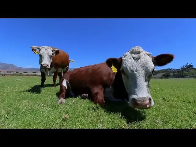 'Video thumbnail for Stay Safe When Working With Cows - Simple Tips and Precautions'