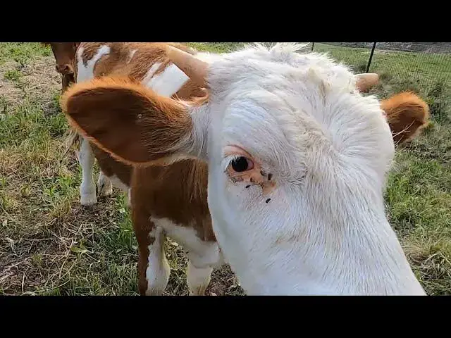 'Video thumbnail for This Animal Has the Weakest Bite Force'