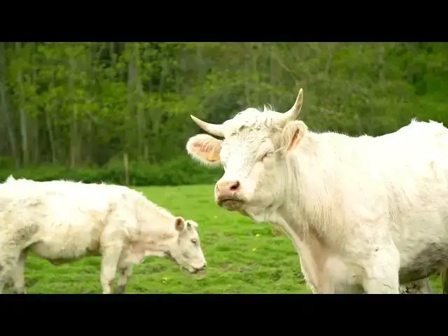 'Video thumbnail for The Pros and Cons of Keeping Donkeys with Cows'
