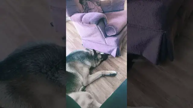 'Video thumbnail for We all took naps. #dogshorts'