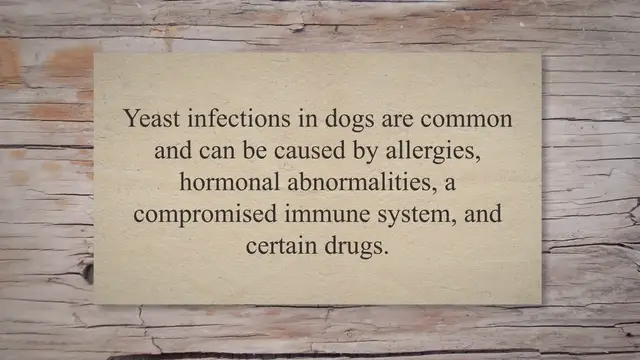 'Video thumbnail for 5 Easy Homemade Recipes for Dogs with Yeast Infections'