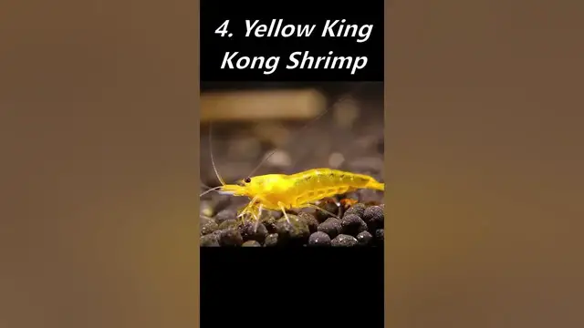 'Video thumbnail for 10 Most Popular Shrimp Varieties in the Hobby! ?'