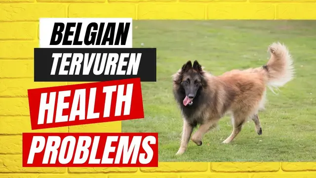 'Video thumbnail for Belgian Tervuren Health Problems'