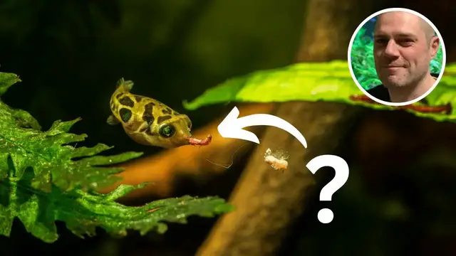 'Video thumbnail for What do Dwarf Pufferfish Eat?'