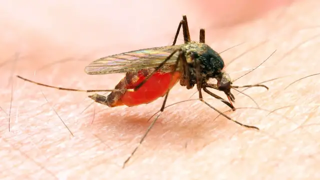 'Video thumbnail for Sri Lanka faces worst Chikungunya outbreak in 20 years as climate change fuels mosquito spread'
