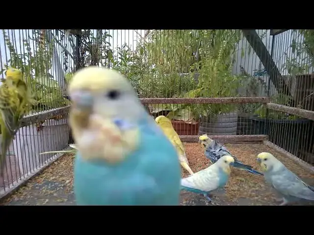 'Video thumbnail for Die ungewöhnlichsten Wellensittiche, die je geflogen sind 🛫🐦 #Flügelschönheit #Unverwechselbar'