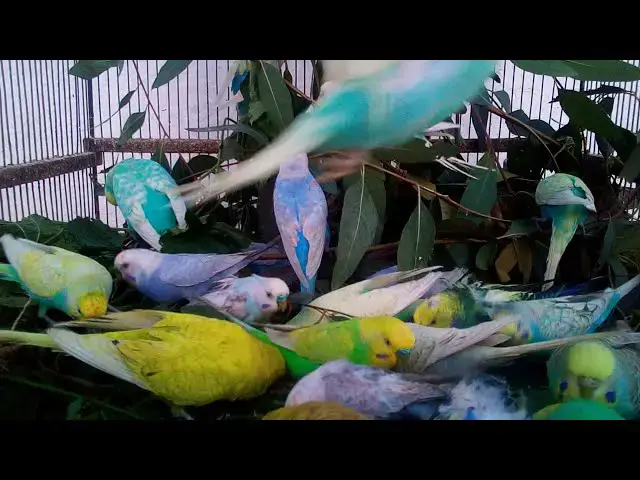 'Video thumbnail for Glücklicher Wellensittich: Ein Tag im Leben eines Budgies! 🥰💚💛✨'