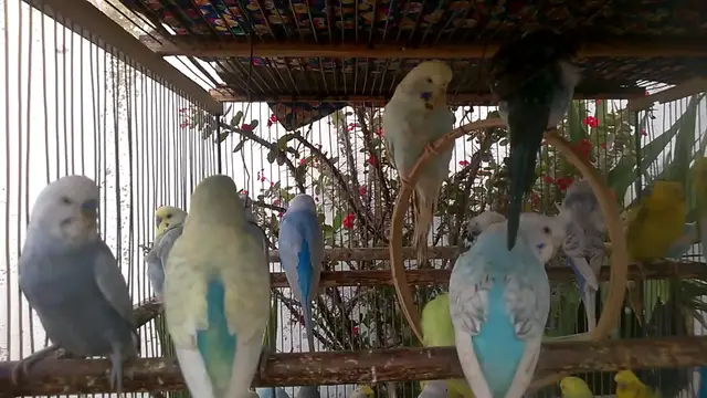 'Video thumbnail for Seltene Schönheiten im Federkleid – Die Top Raritäten der Tierwelt 🍃🦜 #TierischStolz'