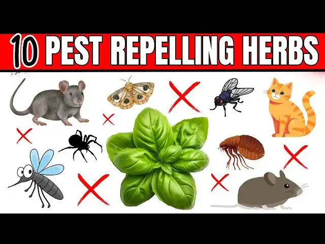 'Video thumbnail for 10 Powerful Herbs That Repel Rats, Flies, Cats, Mosquitoes, Fleas, Spiders, Mice & Moths!'