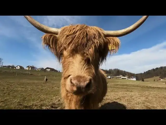 'Video thumbnail for Seeing Cows Like They Really See Us'