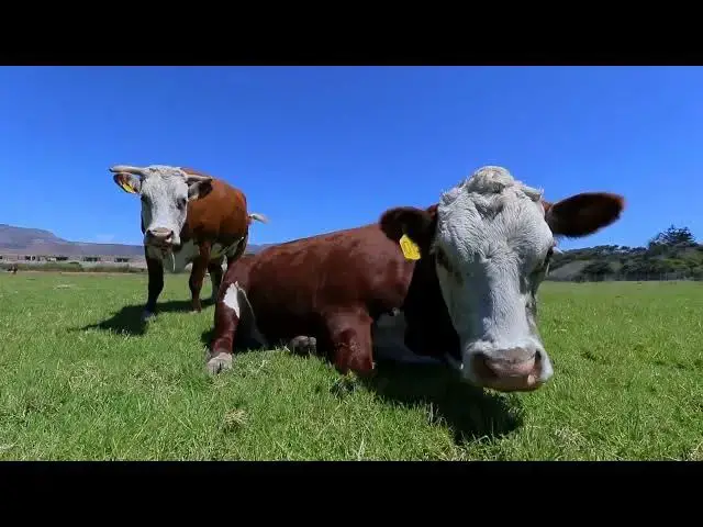 'Video thumbnail for What Happens to a Cows Milk When a Calf Dies?'