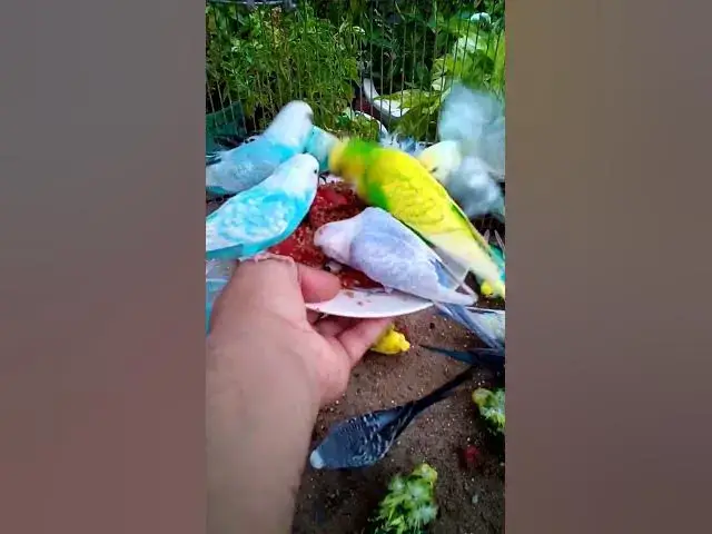 'Video thumbnail for Toller Rufton für Wellensittiche, der ihn glücklich macht!!! #Vögel #Liebe #Papagei #lustig  #vogel'