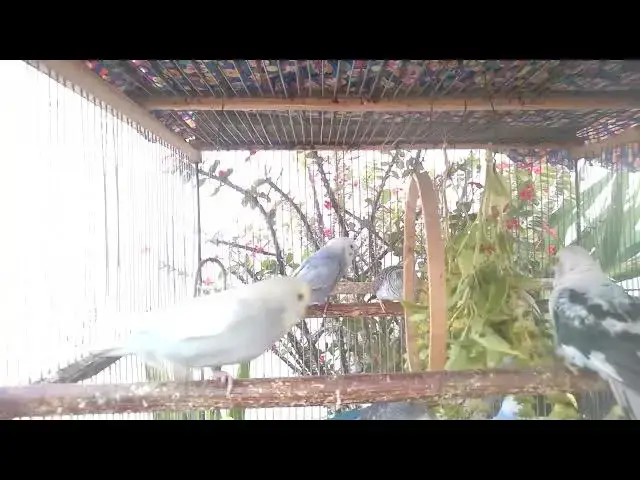 'Video thumbnail for Wellensittiche wie du sie noch nie gesehen hast – Ein Abenteuer in Farbe 🌈🦜 #MutantVibes'