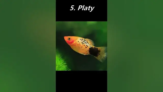 'Video thumbnail for Top 10 Tank Mates for Guppies!'