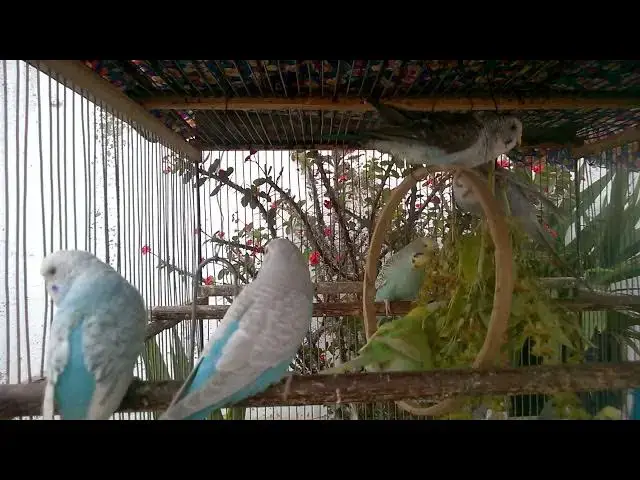 'Video thumbnail for Die faszinierendsten Seltene Vogelarten der Welt 🌎✨ #Naturwunder #Vogelliebe'