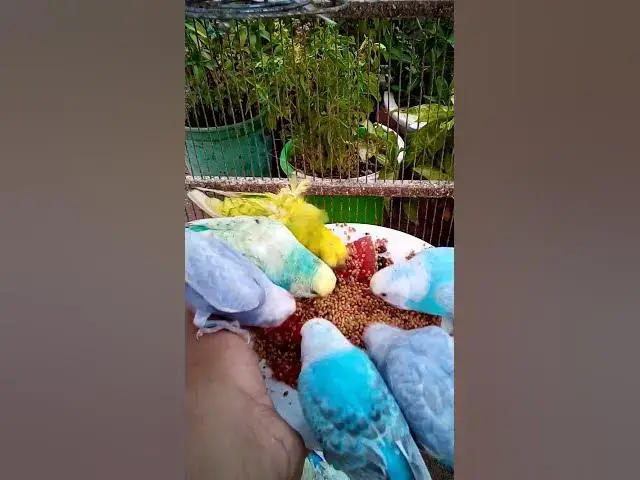 'Video thumbnail for Toller Rufton für Wellensittiche, der ihn glücklich macht!!! #Vögel #Liebe #Papagei #lustig  #vogel'