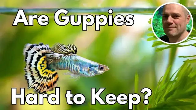 'Video thumbnail for Are Guppies Hard To Keep? HOW TO SET YOUR GUPPY TANK UP FOR SUCCESS!'