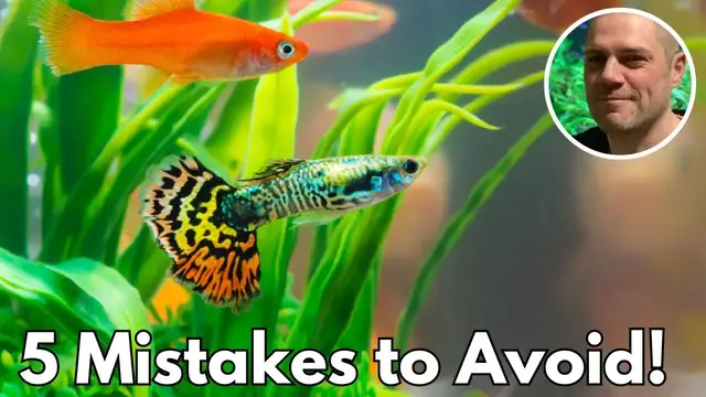 'Video thumbnail for Guppy Keeping Fails: Learn from These 5 Common Mistakes'