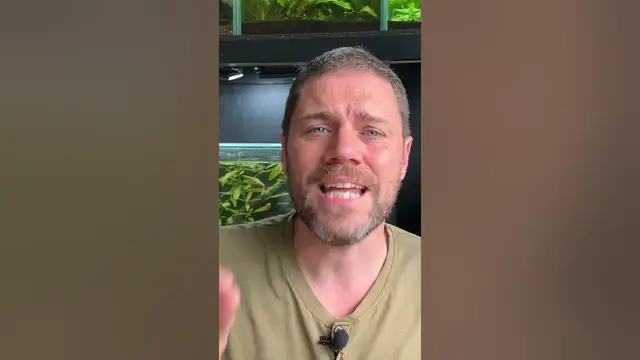 'Video thumbnail for How long do Betta Fish Live For?'