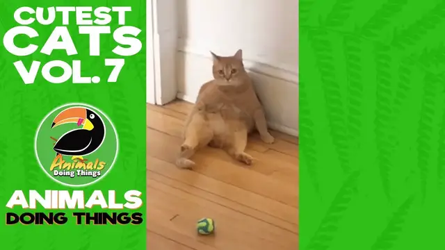 'Video thumbnail for Funny Cats Vol. 7 | Animals Doing Things'