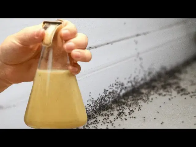 'Video thumbnail for ¡Increíblemente fácil! Sólo 2 gotas y las hormigas desaparecerán ¡Adiós plagas!'