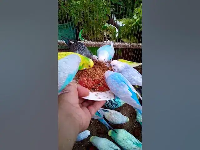 'Video thumbnail for Toller Rufton für Wellensittiche, der ihn glücklich macht!!! #Vögel #Liebe #Papagei #lustig  #vogel'