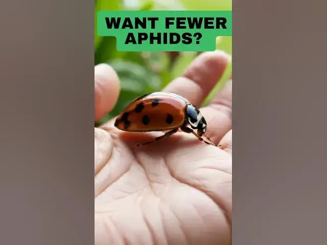 'Video thumbnail for Why Ladybirds Deserve Our Love'