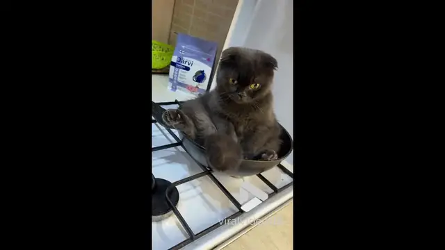 'Video thumbnail for VV4959 Cat rests on cold stove'