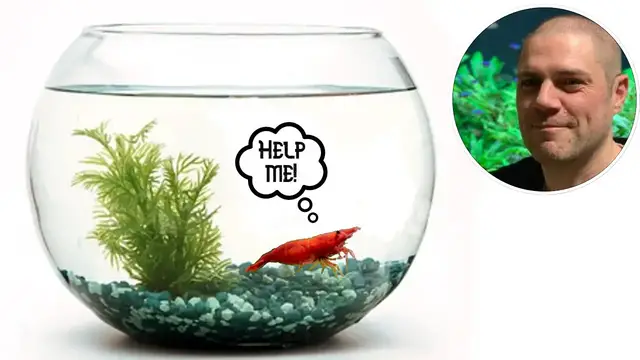 'Video thumbnail for Shrimp Tank Setup: Are Bowls Suitable for Keeping Shrimp?'