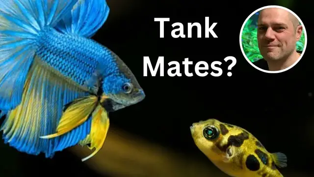 'Video thumbnail for An Aquatic Conundrum: Can Betta Coexist with Dwarf Puffers?'