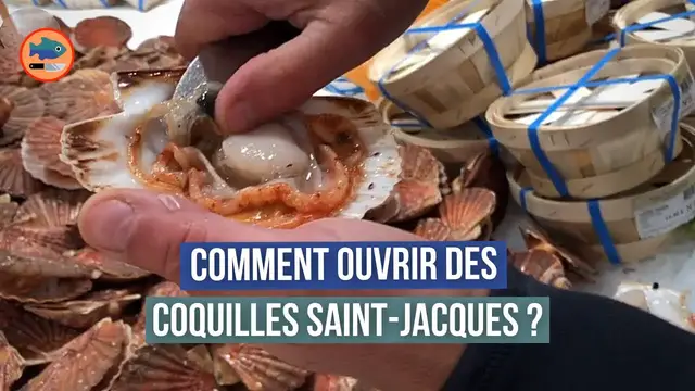 'Video thumbnail for Comment décortiquer des coquilles Saint-Jacques blanches ? (2 astuces de poissonnier)'