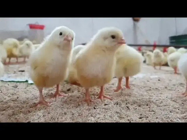 'Video thumbnail for Is it Beneficial to Mix Chicken Breeds in Your Flock? Pros and Cons Explained'
