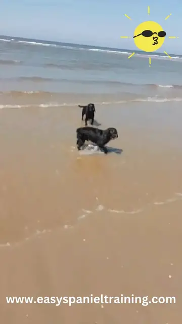 'Video thumbnail for Cocker spaniels playing at the beach'