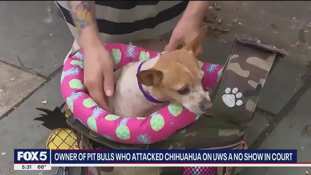 'Video thumbnail for UWS pit bull attack: Owner failed to show up to court'