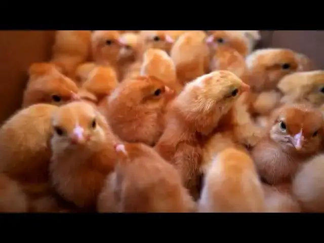 'Video thumbnail for "Chick Pecking: 7 Causes | Effective Solutions for a Happy Flock"'
