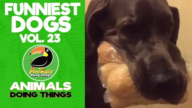'Video thumbnail for Funny Dogs Vol. 23 | Animals Doing Things'