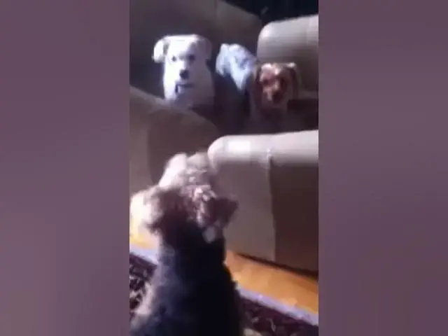 'Video thumbnail for LOUIE ARGUING WITH KITTY'
