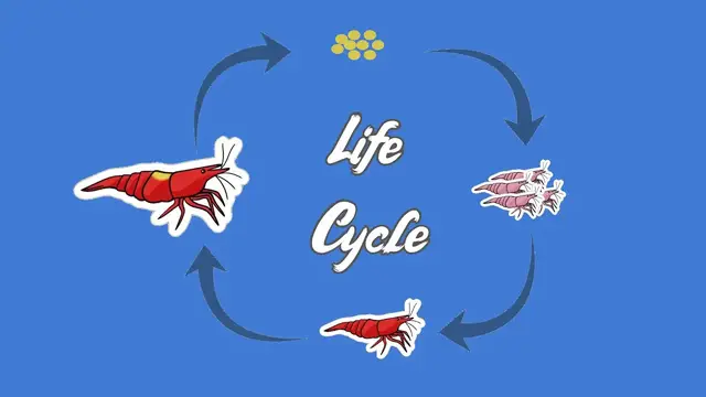 'Video thumbnail for The Truly FASCINATING Life Cycle of the Humble Red Cherry Shrimp'
