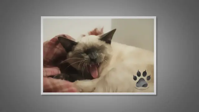 'Video thumbnail for Do Siamese Cats Throw Up A Lot?'