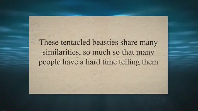 'Video thumbnail for Squid vs. Octopus: How Do They Differ?'