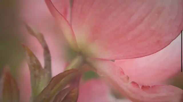 'Video thumbnail for Unlocking Creative Flower Photography with Lensbaby Composer'