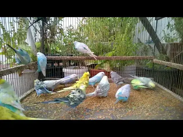 'Video thumbnail for Seltene Schönheiten fliegen vorbei – Bewundere sie jetzt! ✨🐦 #Vogelfoto #RareMoments'
