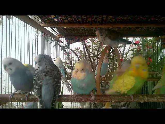 'Video thumbnail for 🐥 Meet the Fluffiest Baby Budgies Ever! 💕'