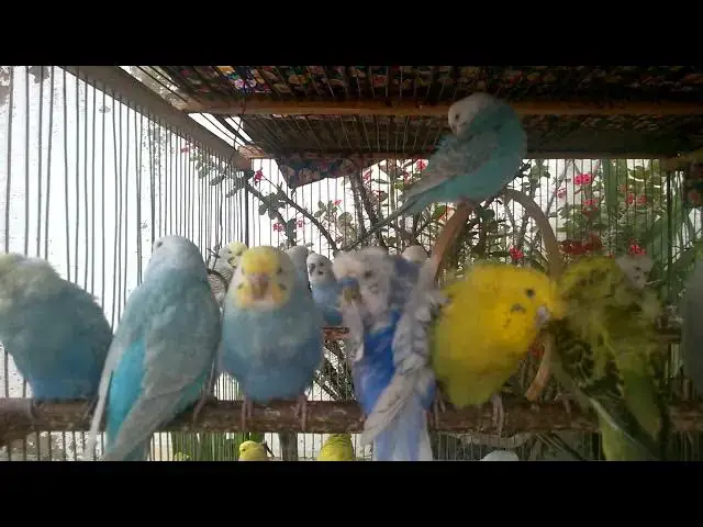 'Video thumbnail for ✨ Magical Budgies in Natural Light – Stunning Visuals 🌞'