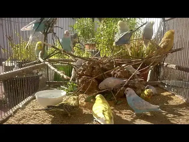 'Video thumbnail for Ultimate Guide to Bird Care Happy Budgies & Beautiful Birds! 🐦💛'