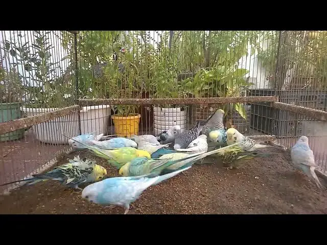 'Video thumbnail for When Budgies Go Wild – Too Funny to Handle! 😆🔥'
