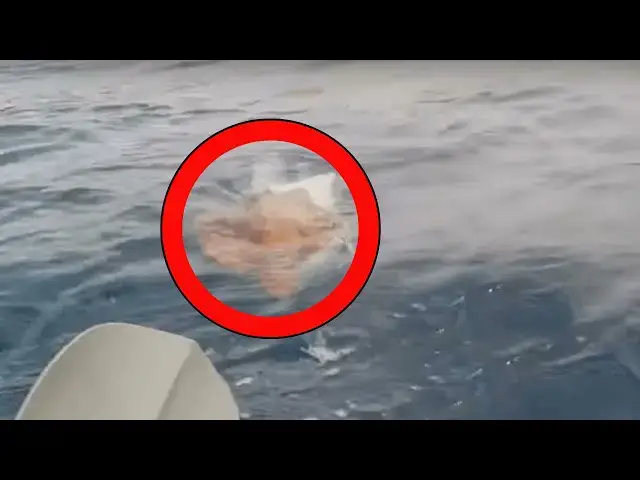 'Video thumbnail for Man Sees Something Strange In Water, Realizes The Truth Too Late'