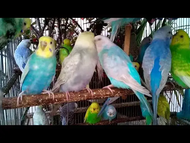 'Video thumbnail for 🔊 Loud & Clear Budgie Chirping – High Quality Bird Sound for Background Noise Lovers 🎤 #NatureSoun'