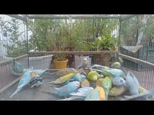 'Video thumbnail for Why These Budgies Are Worth Thousands 💰🎨#HighValueBirds #BudgieInvestment #ExoticPets'
